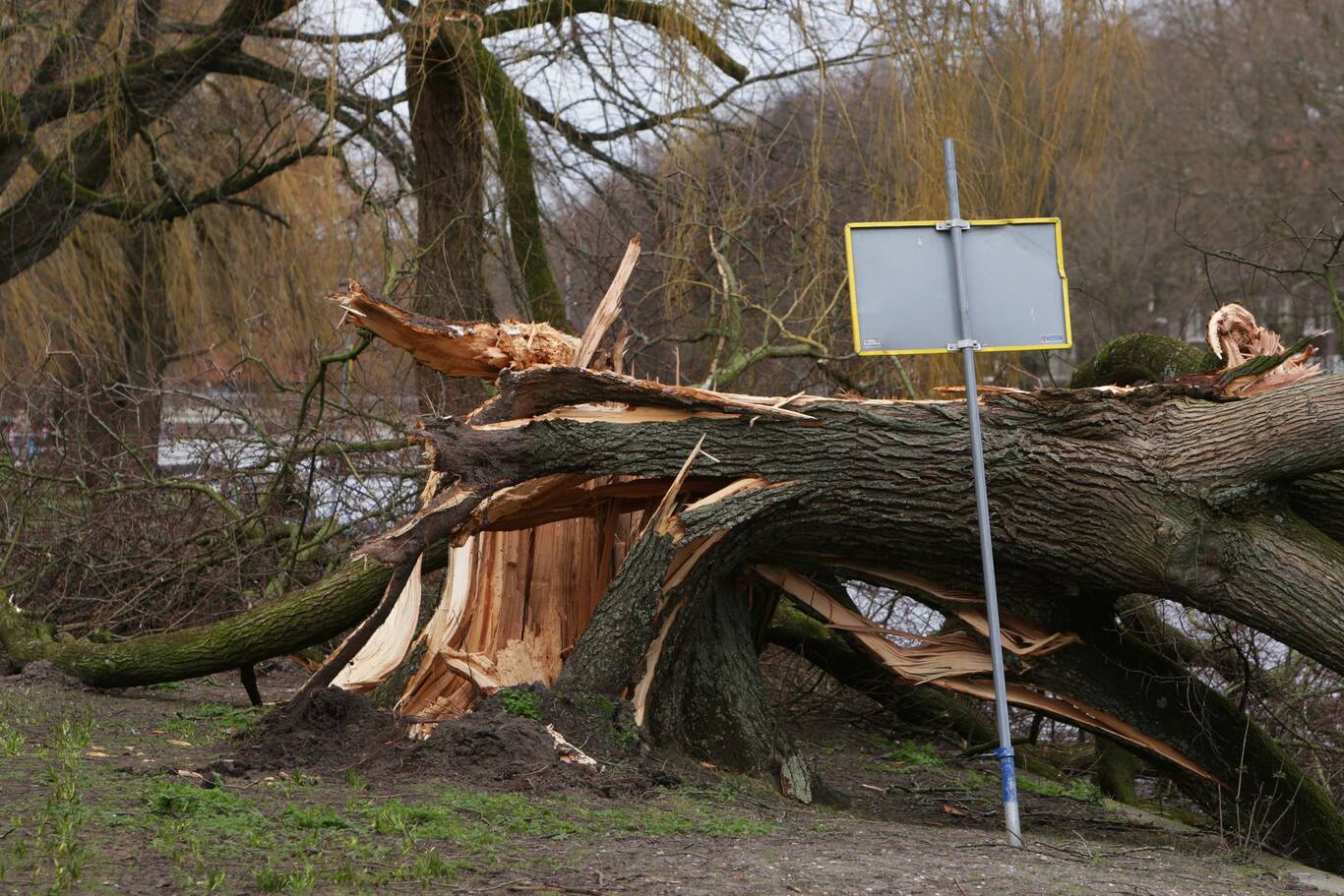 Polámaný strom po víchrici predstavuje škodu na majetku, ktorú môže kryť neživotné poistenie.